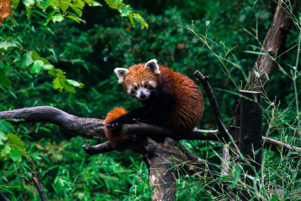 Présentation du Panda Roux – CPPR