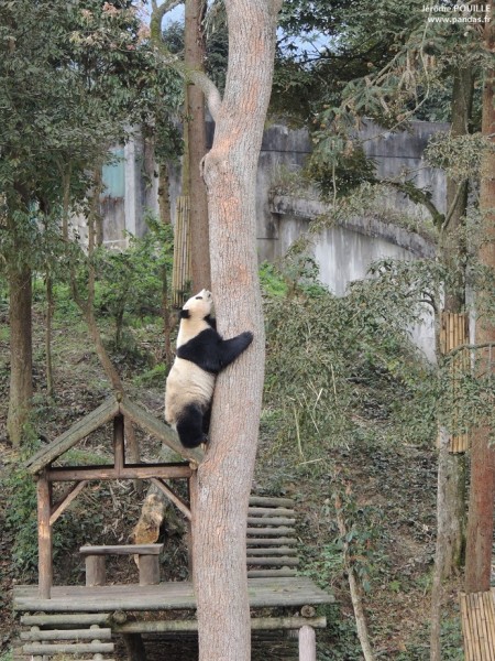 Focus sur le panda géant – CPPR