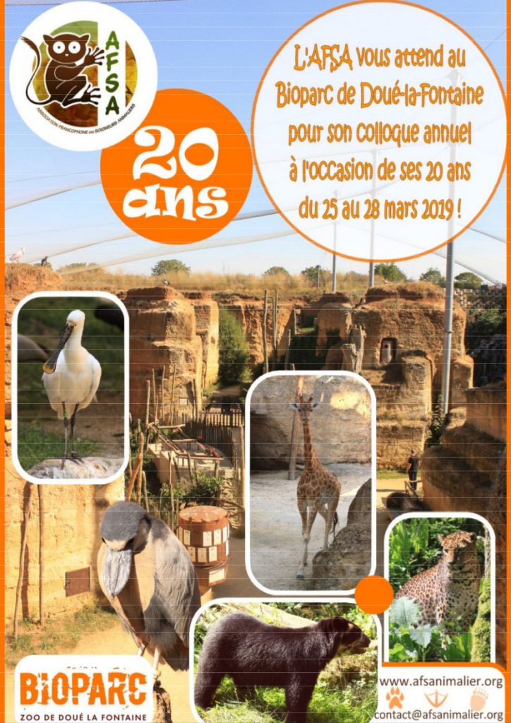 Panda roux - Bioparc Zoo de Doué la Fontaine