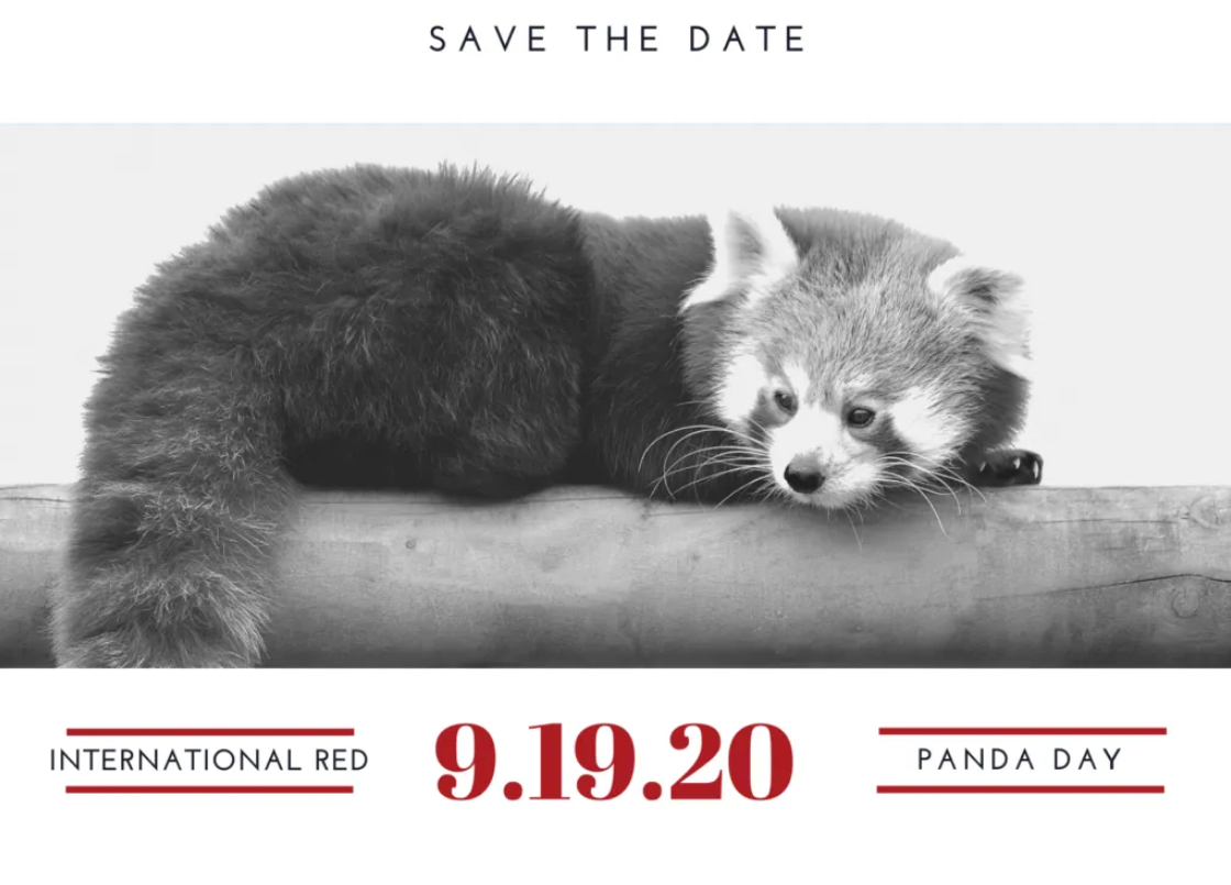Journée Internationale du Panda Roux 2020 – CPPR