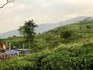 Tea-garden