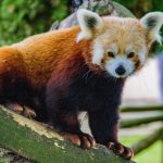 Panda-roux