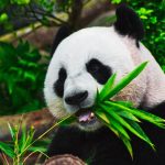 Panda-géant
