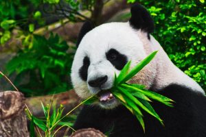 Panda-géant