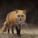 Renard-roux