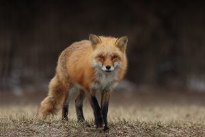 Renard-roux