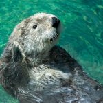 Loutre