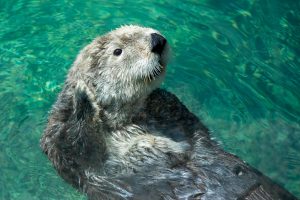 Loutre