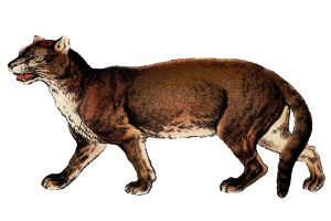 Simocyon-batalleri